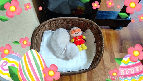 成約済の三重県のビションフリーゼ-304452の6枚目
