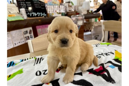 販売中の長野県のゴールデンレトリーバー-304459の4枚目