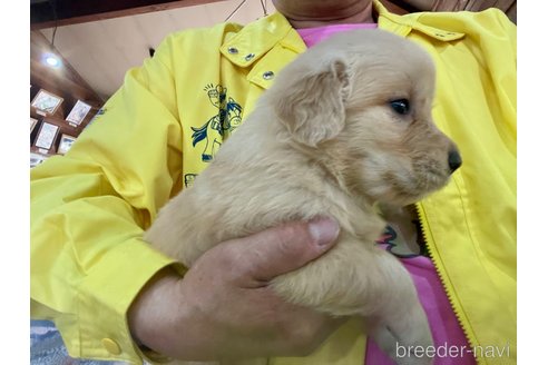 販売中の長野県のゴールデンレトリーバー-304459の3枚目