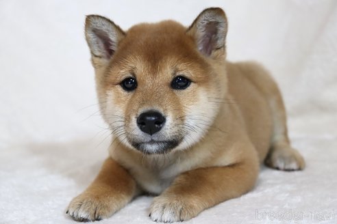 成約済の滋賀県の柴犬-300906の3枚目