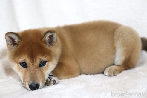 成約済の滋賀県の柴犬-300906の2枚目