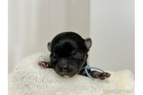 成約済の千葉県のチワワ(ロングコート)-304483の27枚目
