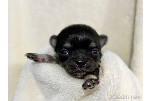成約済の千葉県のチワワ(ロングコート)-304484の29枚目