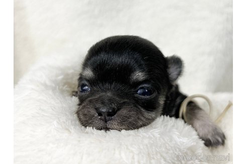 成約済の千葉県のチワワ(ロングコート)-304484の28枚目
