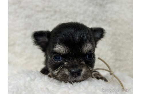 成約済の千葉県のチワワ(ロングコート)-304484の26枚目