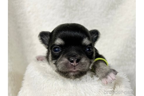 成約済の千葉県のチワワ(ロングコート)-304487の19枚目