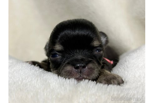 成約済の千葉県のチワワ(ロングコート)-304489の22枚目