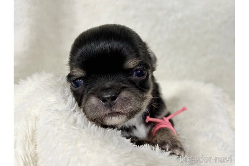 成約済の千葉県のチワワ(ロングコート)-304489の21枚目