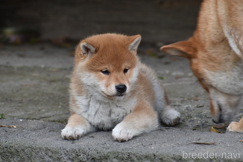 商談中の神奈川県の柴犬-301877の3枚目