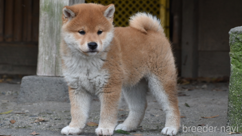 商談中の神奈川県の柴犬-301877の2枚目