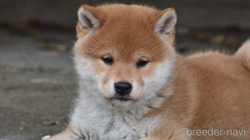 商談中の神奈川県の柴犬-301877の1枚目