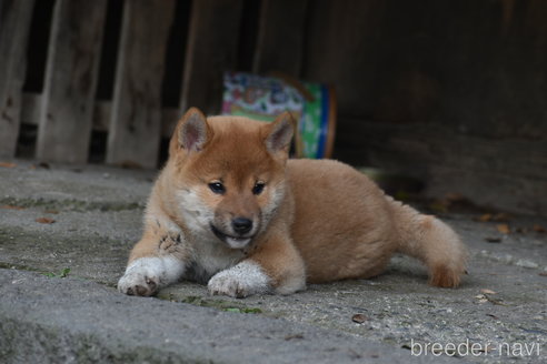 販売中の神奈川県の柴犬-301876の3枚目