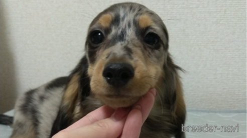 成約済の福岡県のミニチュアダックスフンド(ロングヘアード)-288005の3枚目