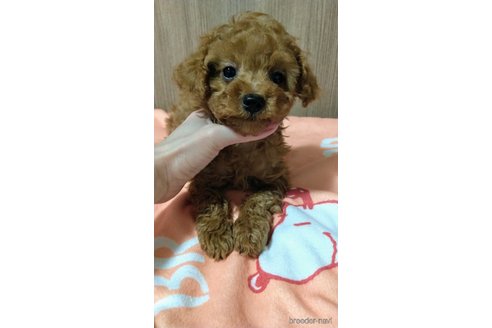 成約済の福岡県のトイプードル-295490の5枚目