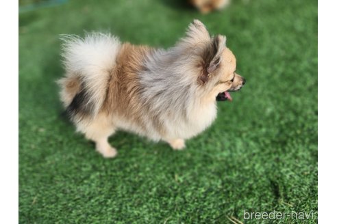 成約済の宮城県のミックス犬-281449の2枚目