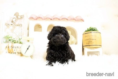 成約済の佐賀県のトイプードル-302393の5枚目