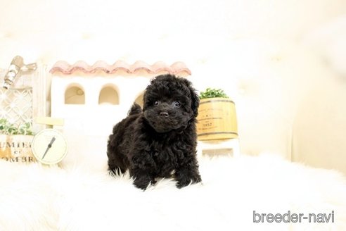 成約済の佐賀県のトイプードル-302393の4枚目