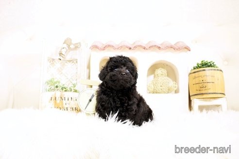 成約済の佐賀県のトイプードル-302393の3枚目