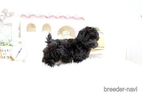 成約済の佐賀県のトイプードル-302393の2枚目