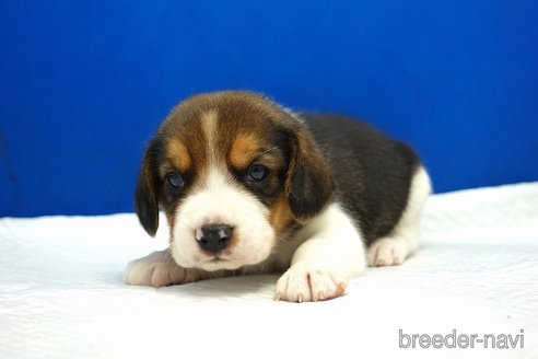 成約済の愛知県のビーグル-304574の3枚目