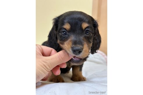 成約済の山口県のミニチュアダックスフンド(ロングヘアード)-304594の4枚目