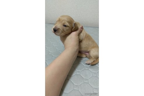 成約済の福岡県のカニンヘンダックスフンド(ロングヘアード)-304609の8枚目