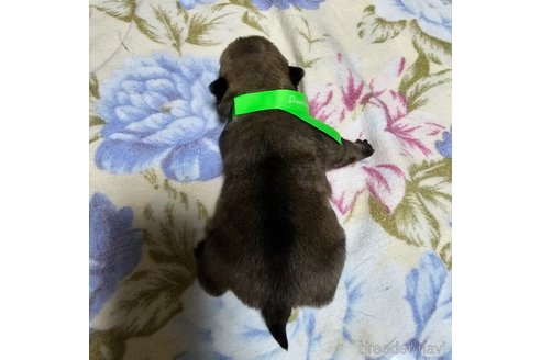 成約済の岡山県のパグ-304620の35枚目