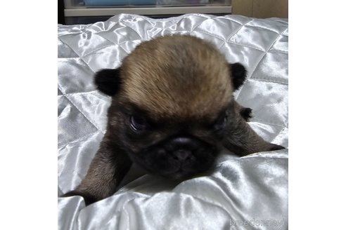 成約済の岡山県のパグ-304620の36枚目