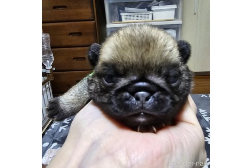 成約済の岡山県のパグ-304620の34枚目