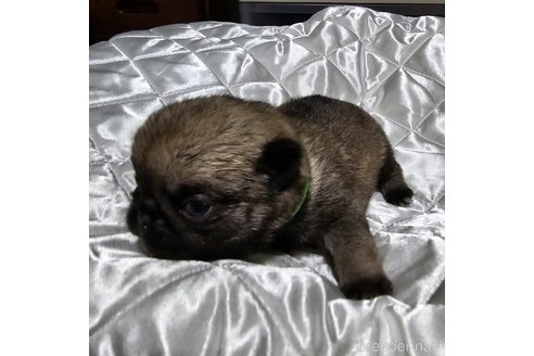 成約済の岡山県のパグ-304620の33枚目