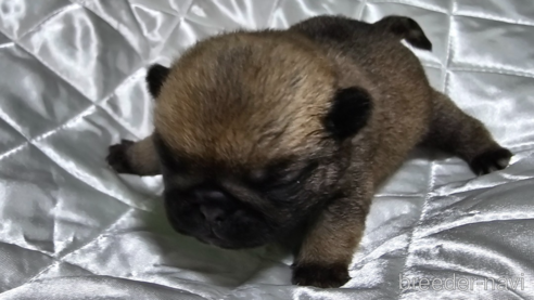 成約済の岡山県のパグ-304620の32枚目