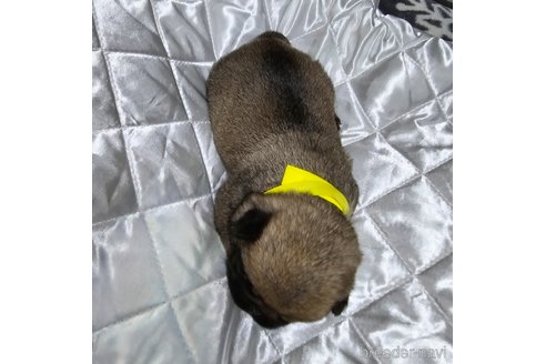 成約済の岡山県のパグ-304624の27枚目