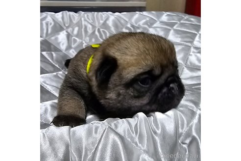 成約済の岡山県のパグ-304624の30枚目