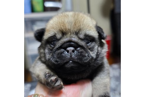 成約済の岡山県のパグ-304624の29枚目