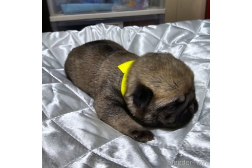 成約済の岡山県のパグ-304624の28枚目