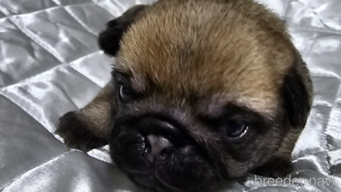 成約済の岡山県のパグ-304624の26枚目