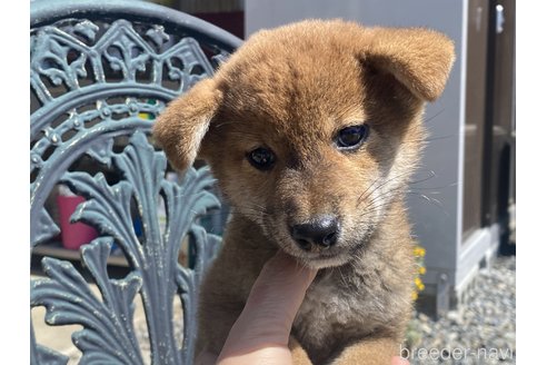 商談中の岡山県の柴犬-302531の1枚目