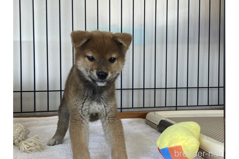 商談中の岡山県の柴犬-302531の4枚目