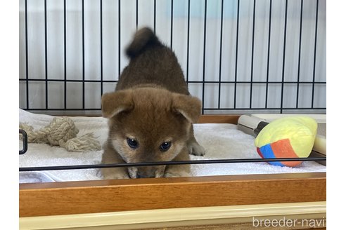 成約済の岡山県の柴犬-302531の3枚目