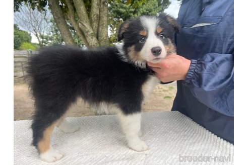 成約済の福岡県のボーダーコリー-304655の4枚目