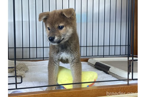 商談中の岡山県の柴犬-302531の2枚目