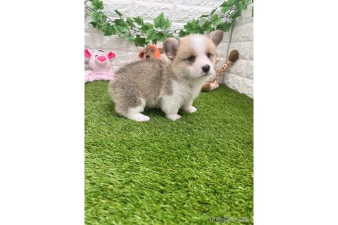 成約済の愛知県のウェルシュコーギーペンブローク-304656の4枚目
