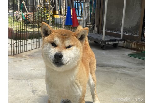 成約済の岡山県の柴犬-260161の10枚目