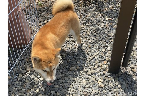 販売中の岡山県の柴犬-260161の5枚目