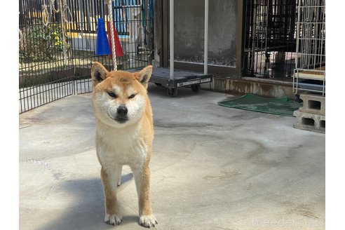 販売中の岡山県の柴犬-260161の4枚目