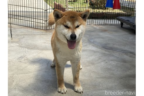 成約済の岡山県の柴犬-260161の7枚目