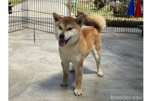 成約済の岡山県の柴犬-260161の6枚目