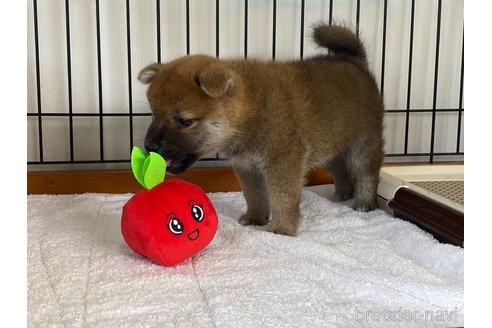 商談中の岡山県の柴犬-304670の2枚目