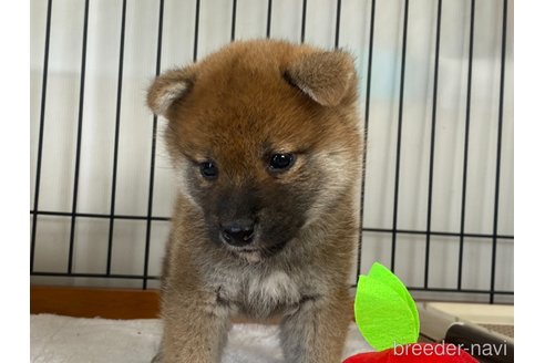 商談中の岡山県の柴犬-304670の3枚目