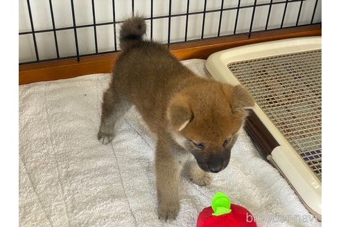 成約済の岡山県の柴犬-304670の5枚目